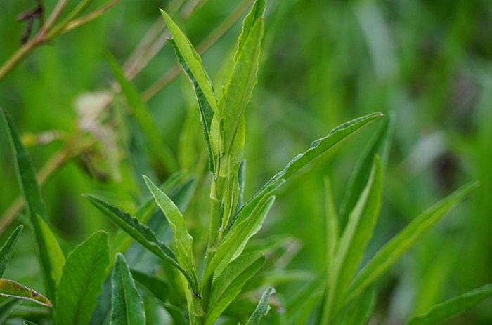 Cara Mengolah Daun Tempuyung, Resep dan Tips Praktis