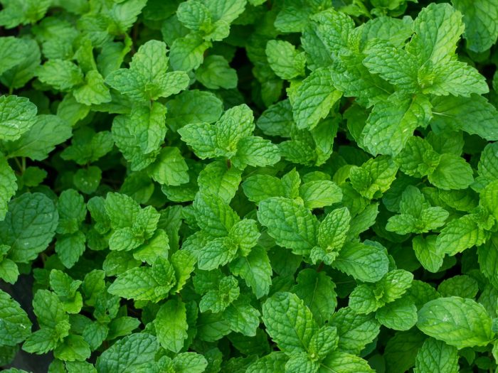 Tumbuhkan Daun Mint Segar di Rumah dengan Mudah