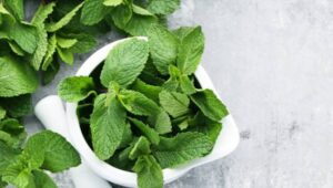 Manfaat Daun Mint dan Cara Mengolahnya untuk Kesehatan