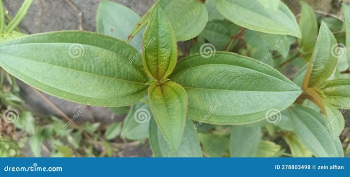 Manfaat Daun Senggani dan Cara Pengolahannya untuk Kesehatan