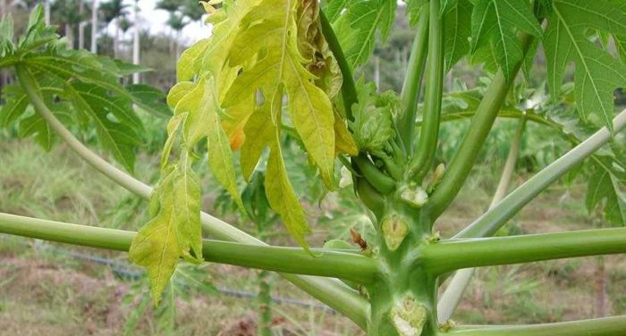 Cara Menghilangkan Pahit Daun Pepaya, Rahasia Masakan Lezat