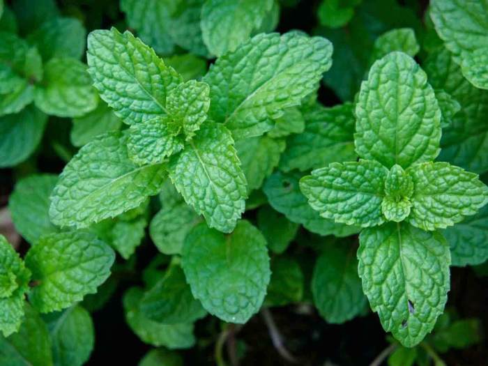 Tumbuhkan Daun Mint Segar di Rumah dengan Mudah