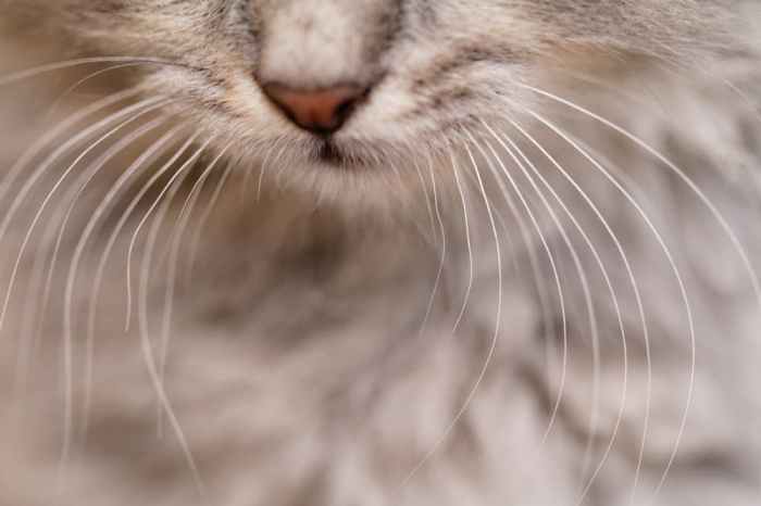 Cara Merebus Daun Kumis Kucing untuk Kesehatan