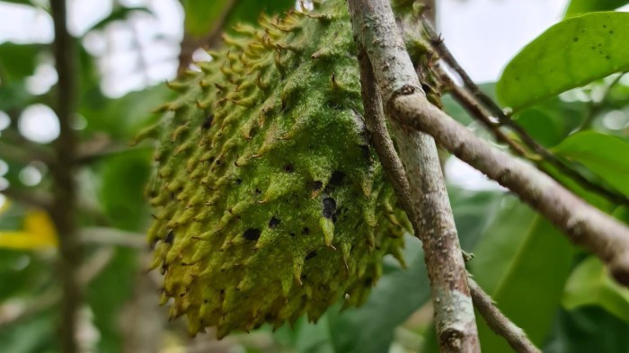 Cara Merebus Daun Afrika, Panduan Lengkap untuk Kesehatan