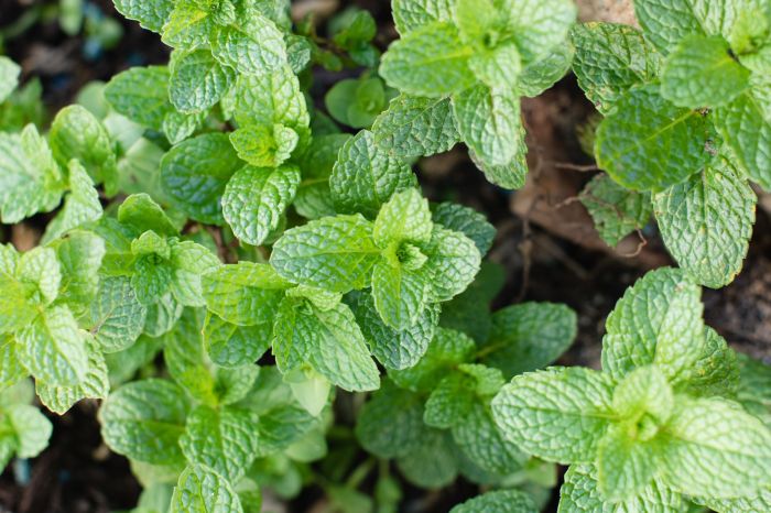 Tumbuhkan Daun Mint Segar di Rumah dengan Mudah