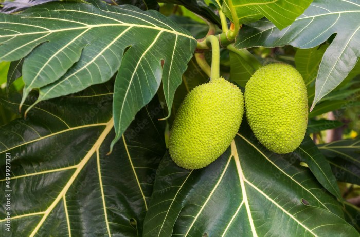 Cara Minum Daun Sukun untuk Kesehatan Ginjal