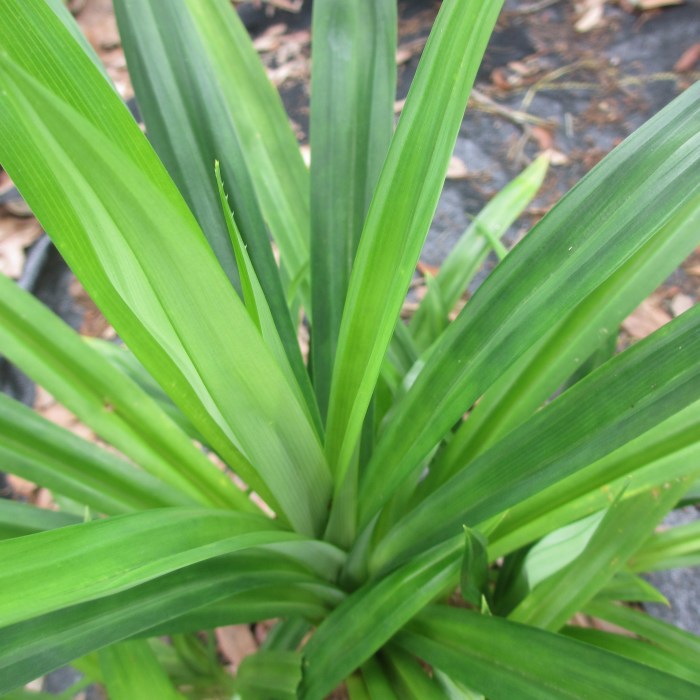 Cara Menanam Daun Pandan, Panduan Lengkap untuk Kebun Anda