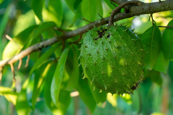 Cara Mengolah Daun Sirsak, Panduan Lengkap untuk Kesehatan