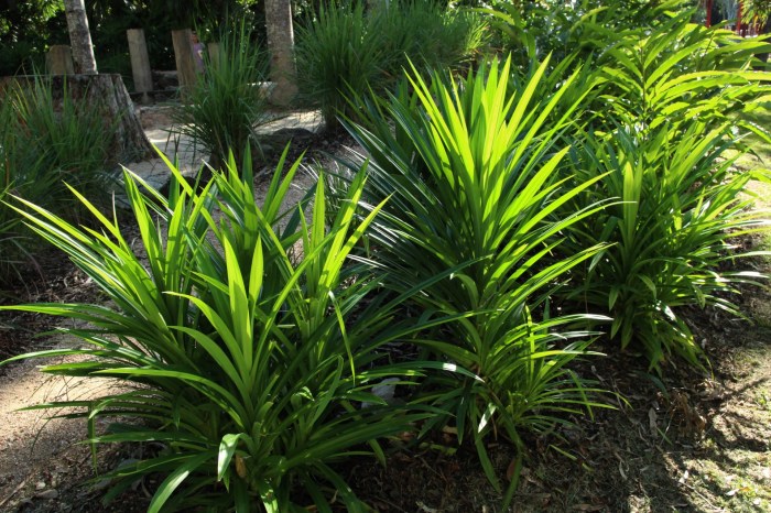 Cara Menanam Daun Pandan, Panduan Lengkap untuk Kebun Anda