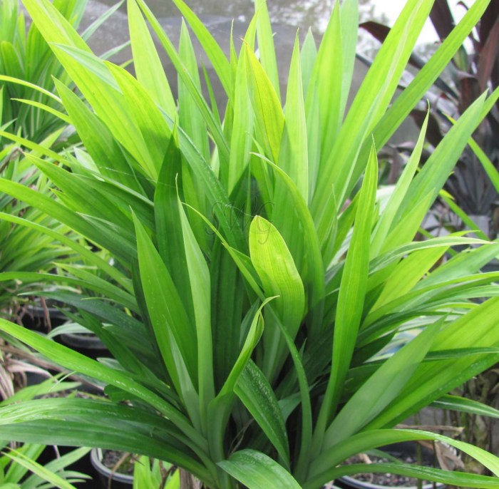 Cara Menanam Daun Pandan, Panduan Lengkap untuk Kebun Anda