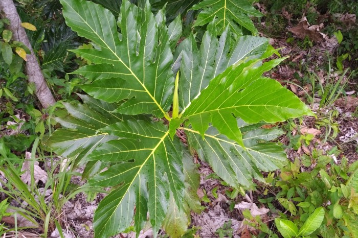 Cara Minum Daun Sukun untuk Kesehatan Ginjal