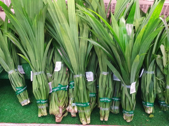 Cara Menanam Daun Pandan, Panduan Lengkap untuk Kebun Anda