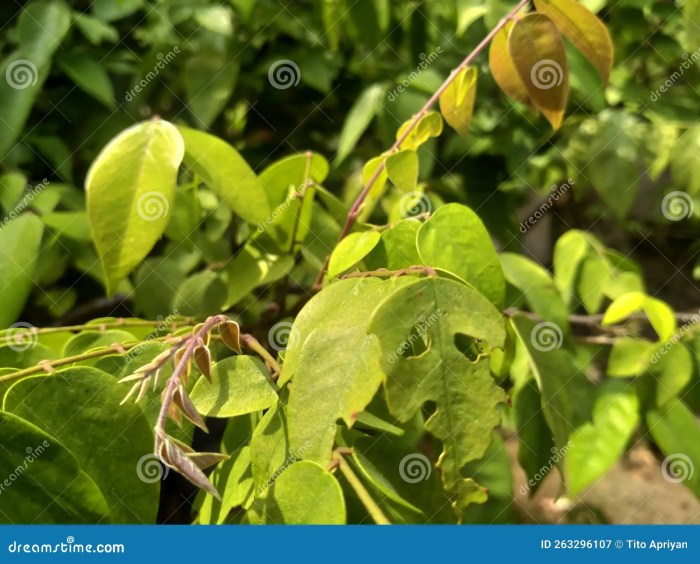 Cara Merebus Daun Belimbing Wuluh untuk Kesehatan