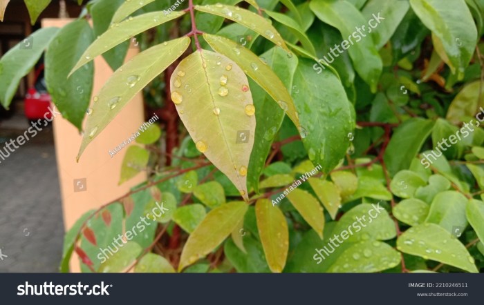 Cara Merebus Daun Belimbing Wuluh untuk Kesehatan