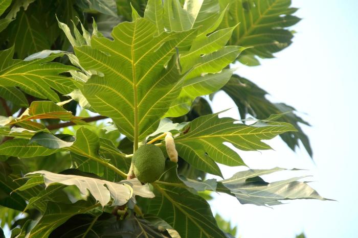 Cara Minum Daun Sukun untuk Kesehatan Ginjal