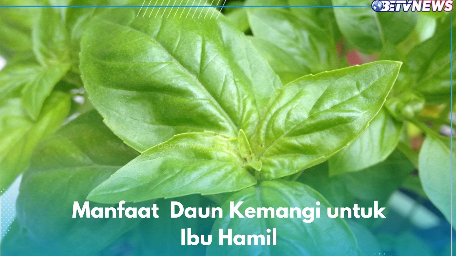 Manfaat kemangi untuk ibu hamil muda