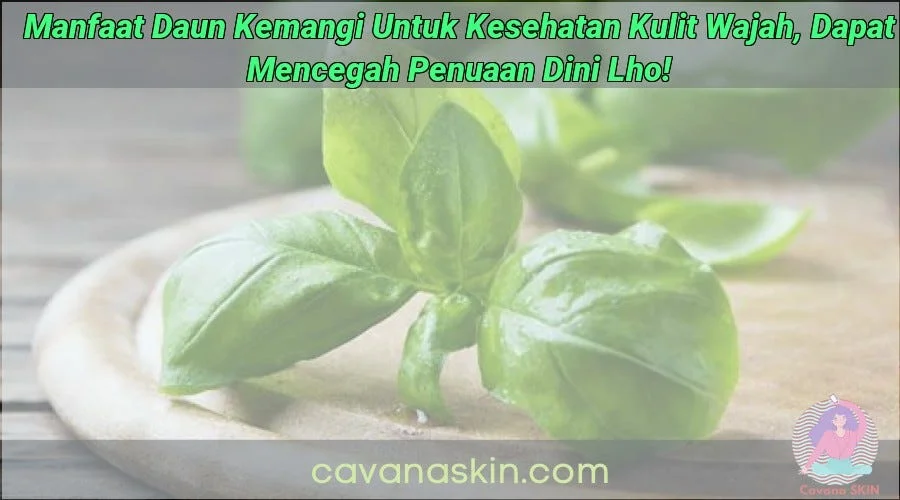 Manfaat kemangi untuk mencegah penuaan dini