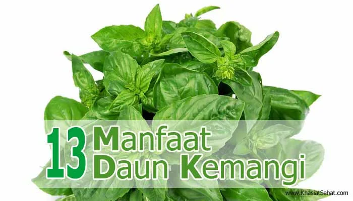 Manfaat kemangi untuk meningkatkan energi